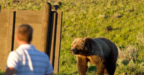 Grizzly bear standing in a meadow in a National Park and visitor observing it from behind (Representative Cover Image Source: Getty Images | Jake D Davis)