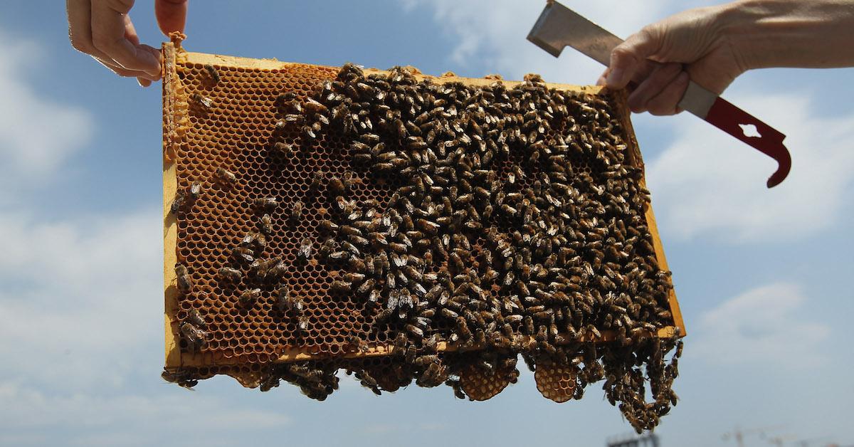 How the honey industry affects the environment