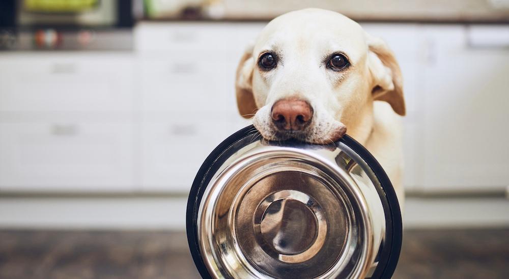 A white dog holding a food bowl in a kitchen.