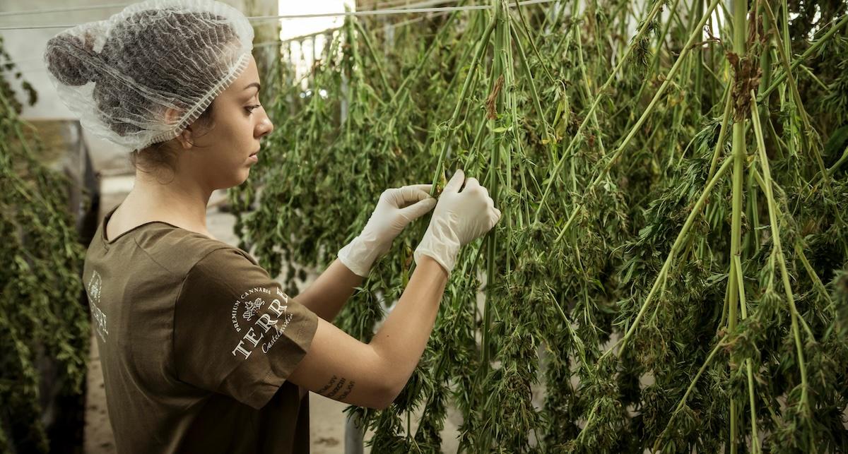 cannabis farm