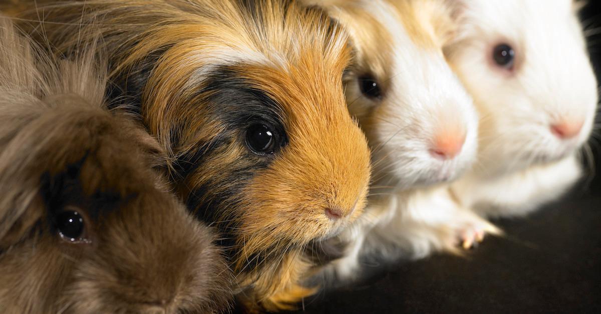 Guinea Pigs