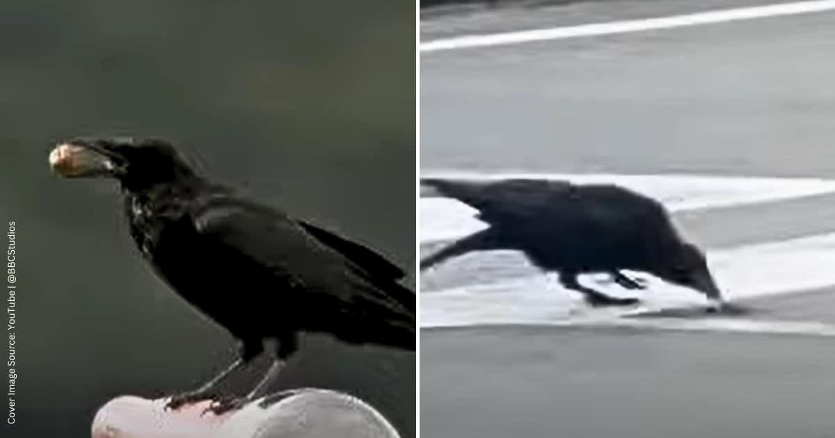 A crow holding a walnut in its beak. The crow picks up a broken walnut from the road. (Cover Image Source: YouTube | @BBCStudios)