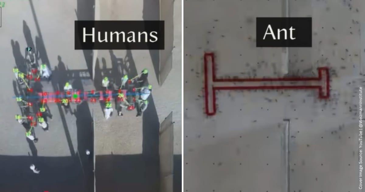 A comparison of how a group of humans and an army of ants maneuvered a T-shape object through a maze. (Cover Image Source: YouTube | @WeizmannInstitute)