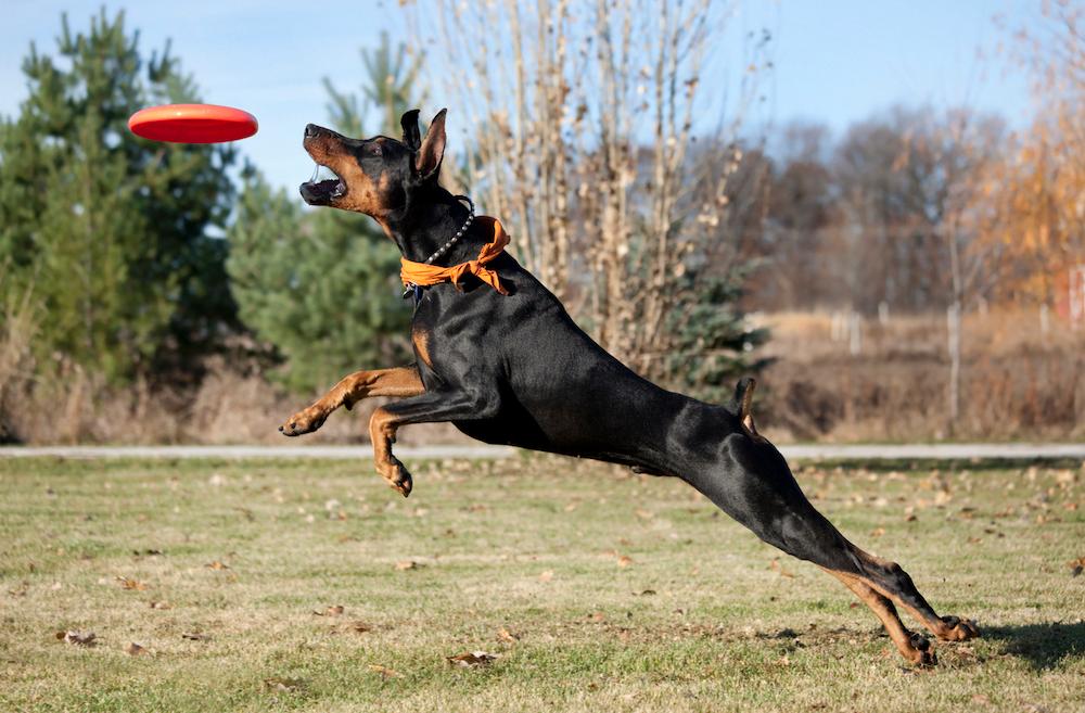 A Doberman Pinscher playing with a frisbee outside.
