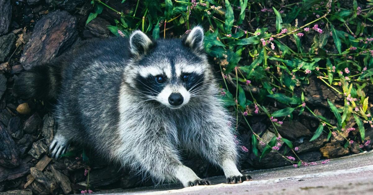 A raccoon stretches against a wall to get a better view of what's going on