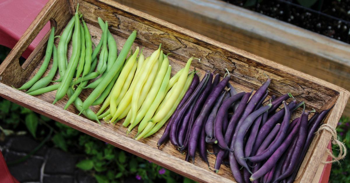 how to freeze fresh green beans