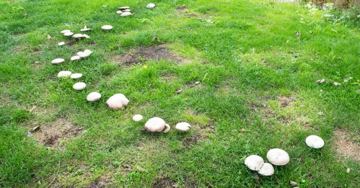 A circle of white mushrooms grow in a patchy grass lawn. 