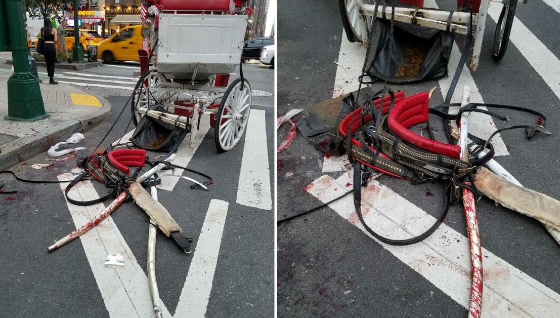 NYC carriage horse accident with car