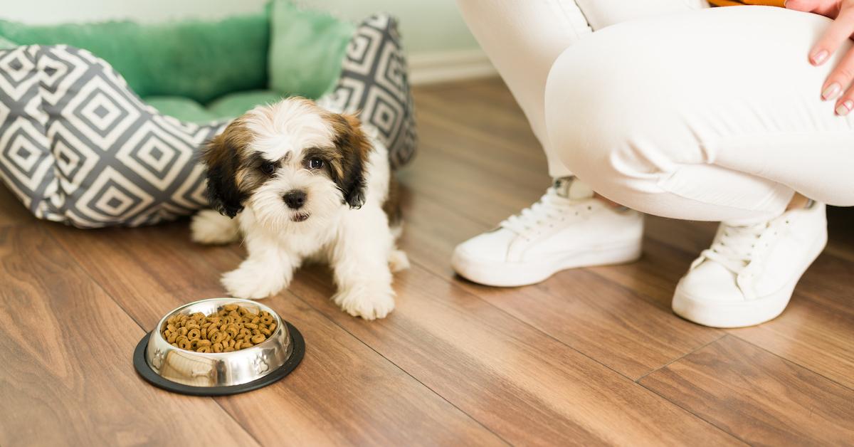 Dog is being shop picky about food