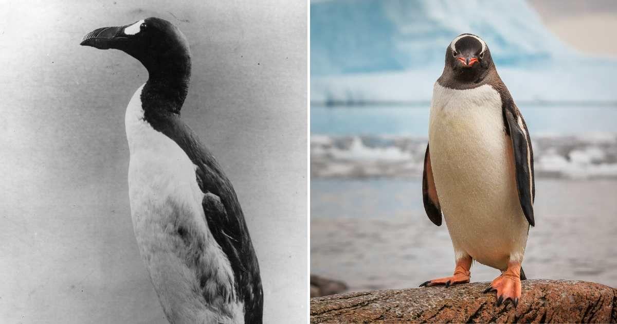 (L) Study of a Great Auk in 1910. (R) A Gentoo Penguin in Antarctica. (Representative Cover Image Source: Getty Images | (L)Hulton Archive / Stringer (R) David Merron Photography)