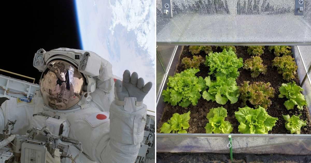 (L) An astronaut in a space station waving at the camera. (R) Lettuce is grown inside a greenhouse. (Representative Cover Image Source: Pixabay | (L) WikiImages, (R)  Titosoft)
