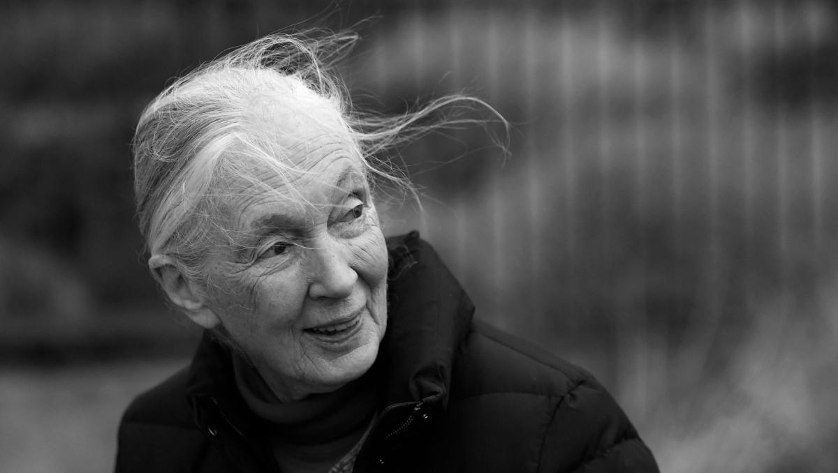 A black and white photo of Jane Goodall where she wears a black coat and looks off in the distance as her hair flies in the wind. 