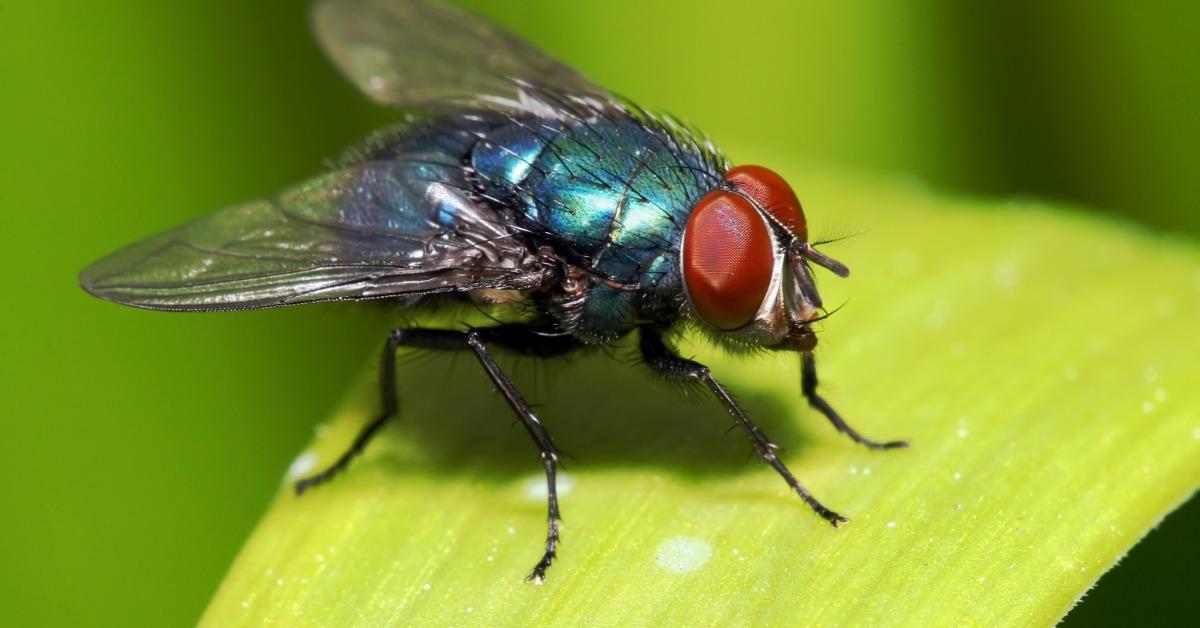 Get Rid of House Flies: House Fly Control Information