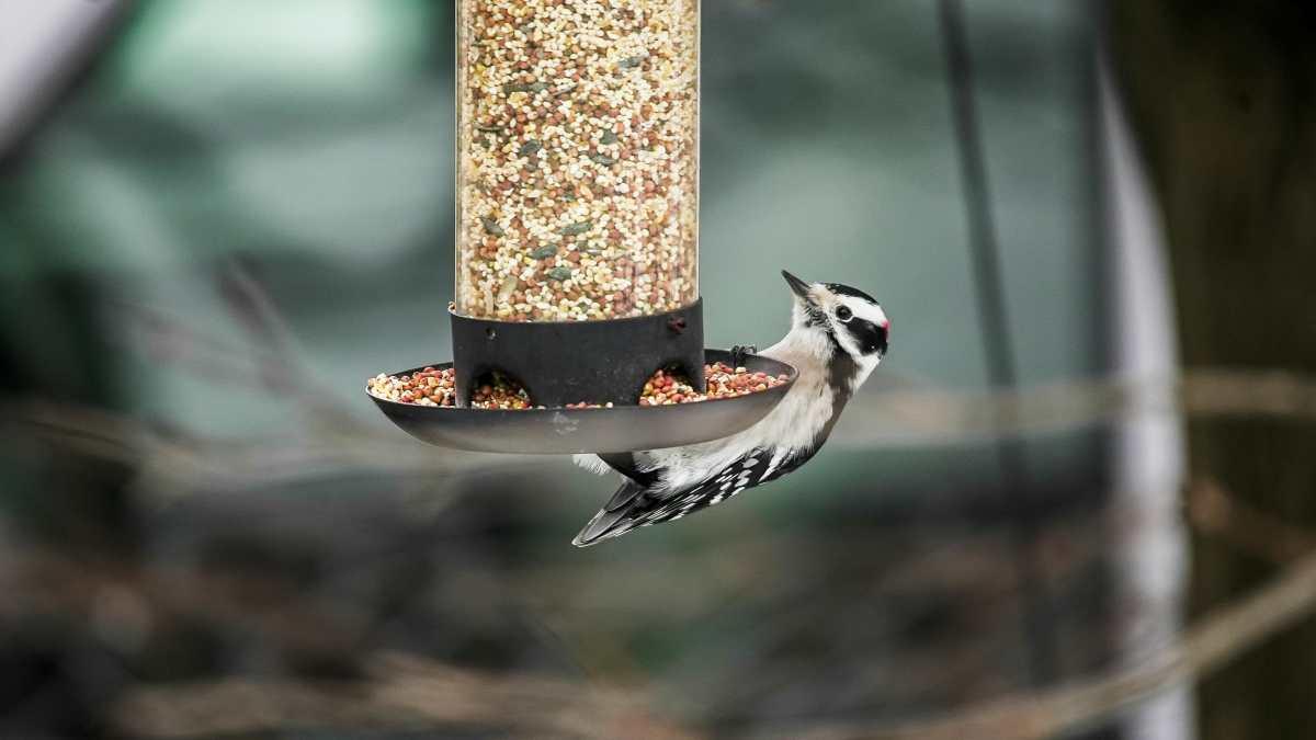 pn/bcfbc cf e a ffbbb