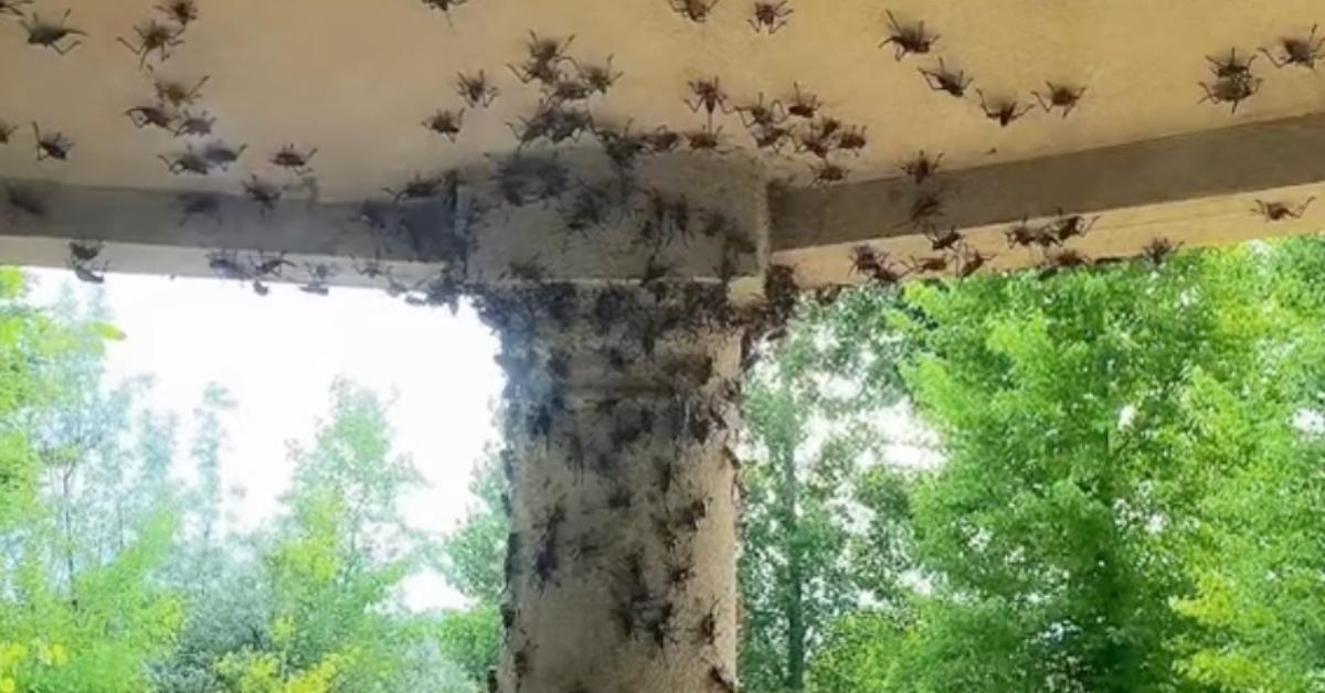 A screenshot of the Mormon cricket infestation at Reynolds' home.