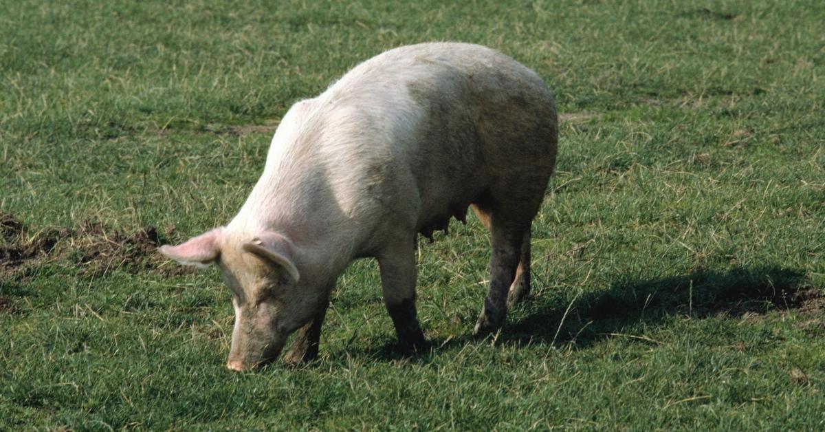 A very happy farm animal having a snack.