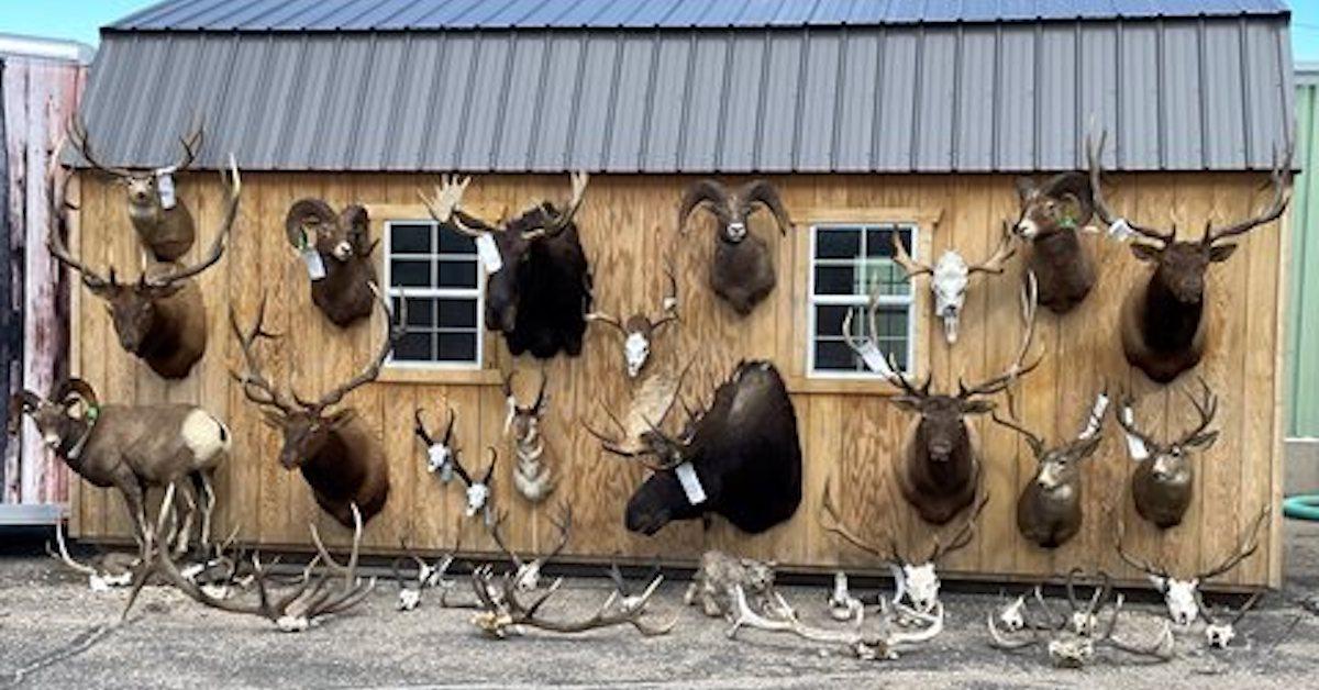 Wyoming Poaching