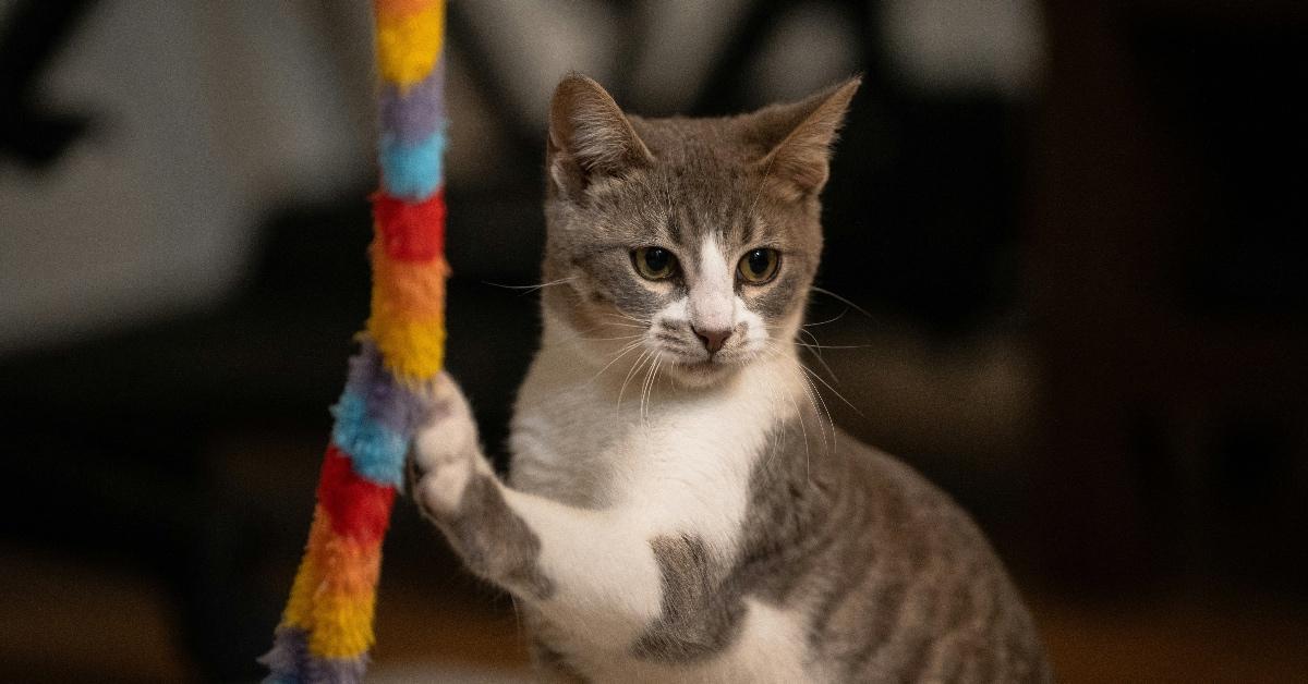 Grey and white tabby cat playing with a multicolored toy on a string. 