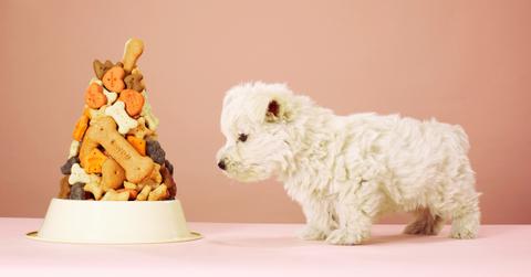 What are the best human-grade dog food brands?