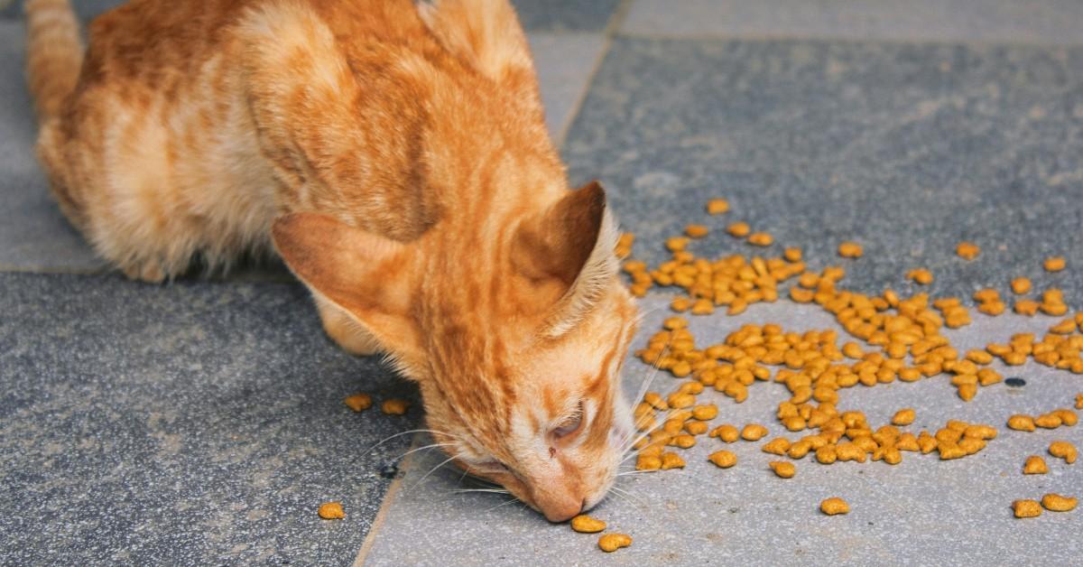 An orange tabby cat eats cat food from off the ground