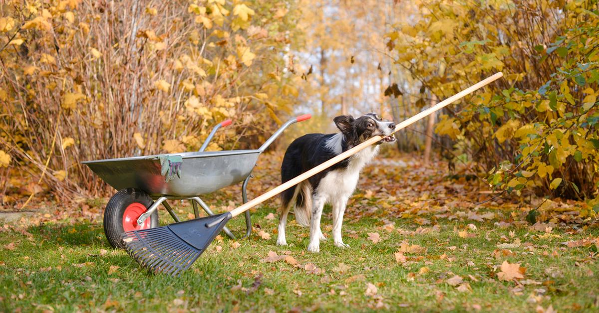 Is Organic Fertilizer Safe for Pets?