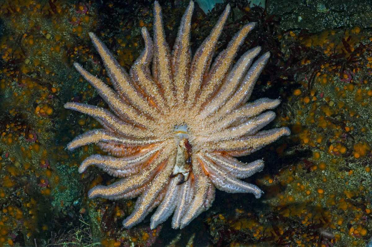 pn/bc ada fa dd ddced