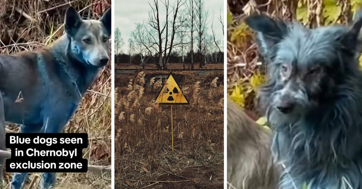 Update on the Blue Dogs Found at the Chernobyl Site