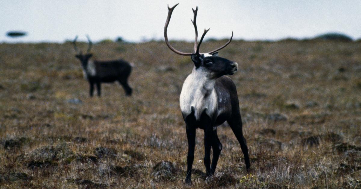 Woodland caribou in the Yukon. 