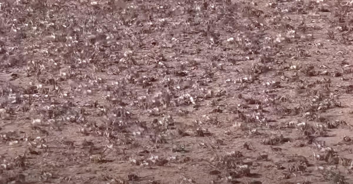 Mormon crickets invade a field in Nevada. 