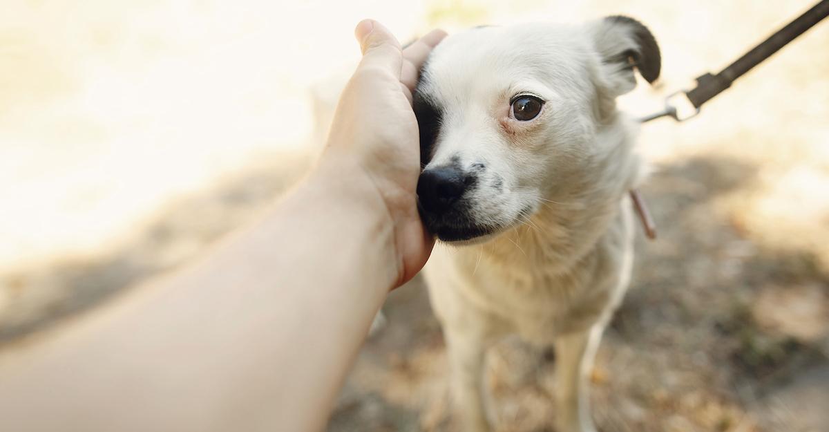 Scared Dog