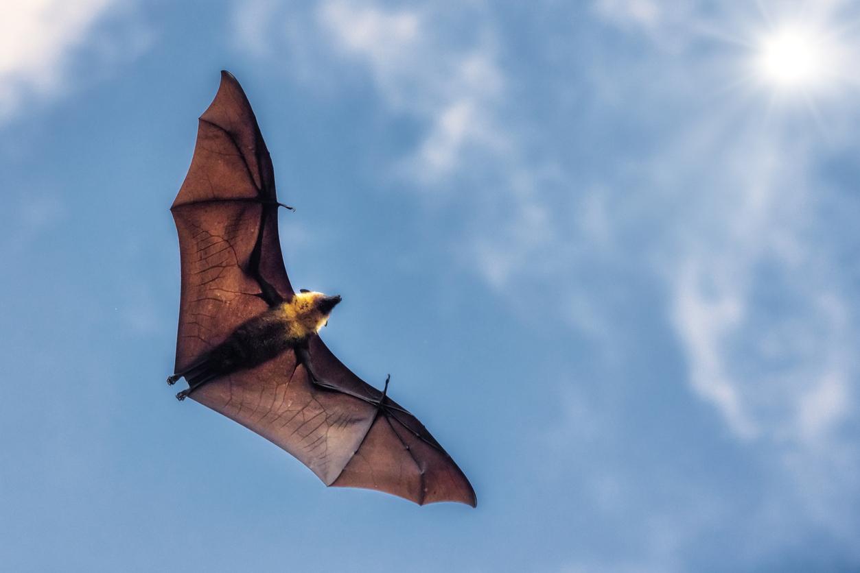 A fruit bat appears with wide open wings as the bat soars through the sky with the sun shining down.