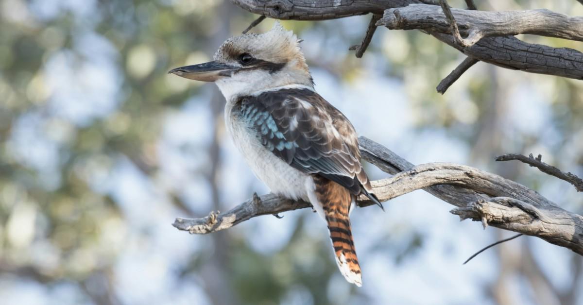 A kookaburra perches on a bare branch