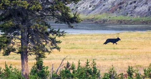 A black wolf hunting in the wilderness of a national park (Representative Cover Image Source: Pexels | Manuel Romaris)