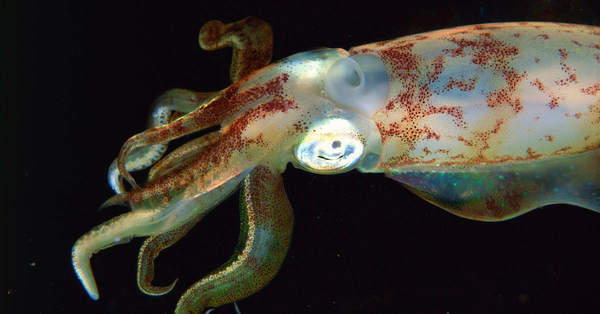 Ocean heat waves trigger 'squid bloom' along Pacific coast