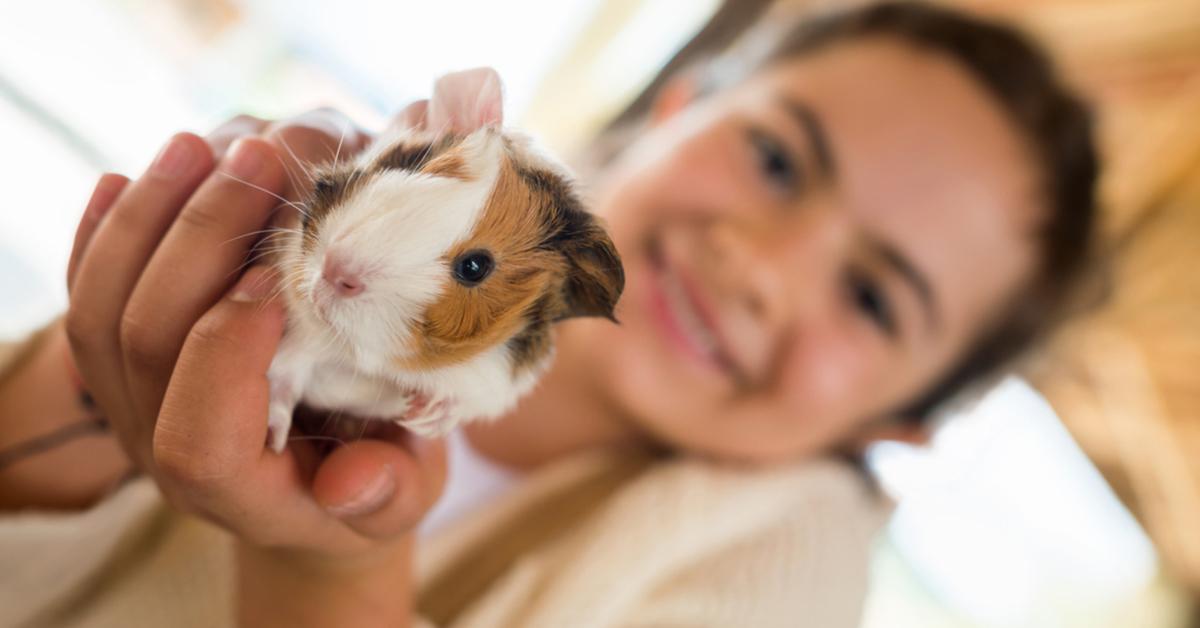 best small pets kids guinea pig