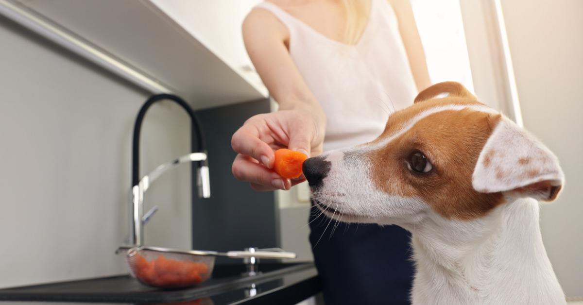 are carrots good for dogs