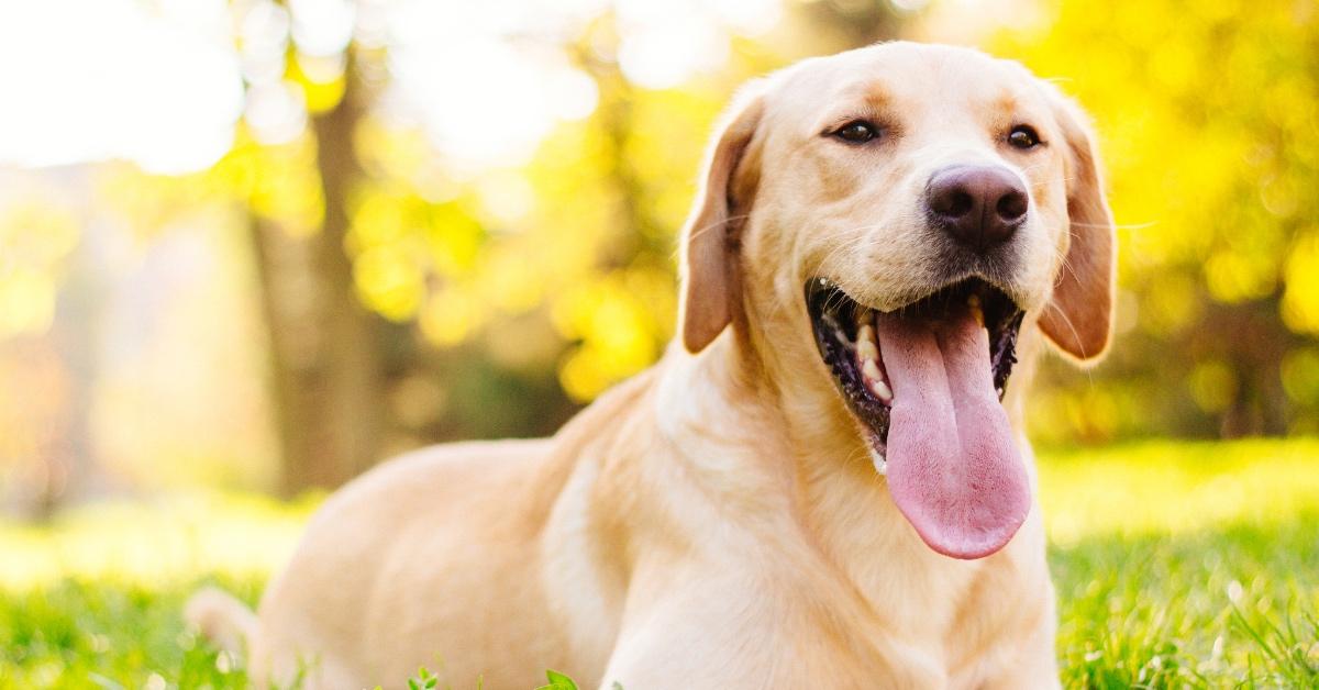 Smiling yellow Labrador retriever laying down on a field of grass. 