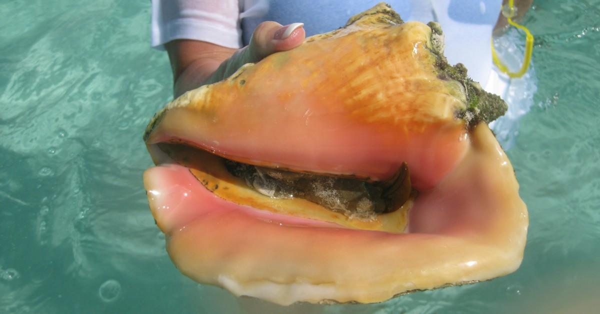 A woman holds up a queen conch shell which has a live conch tucked safely inside of it