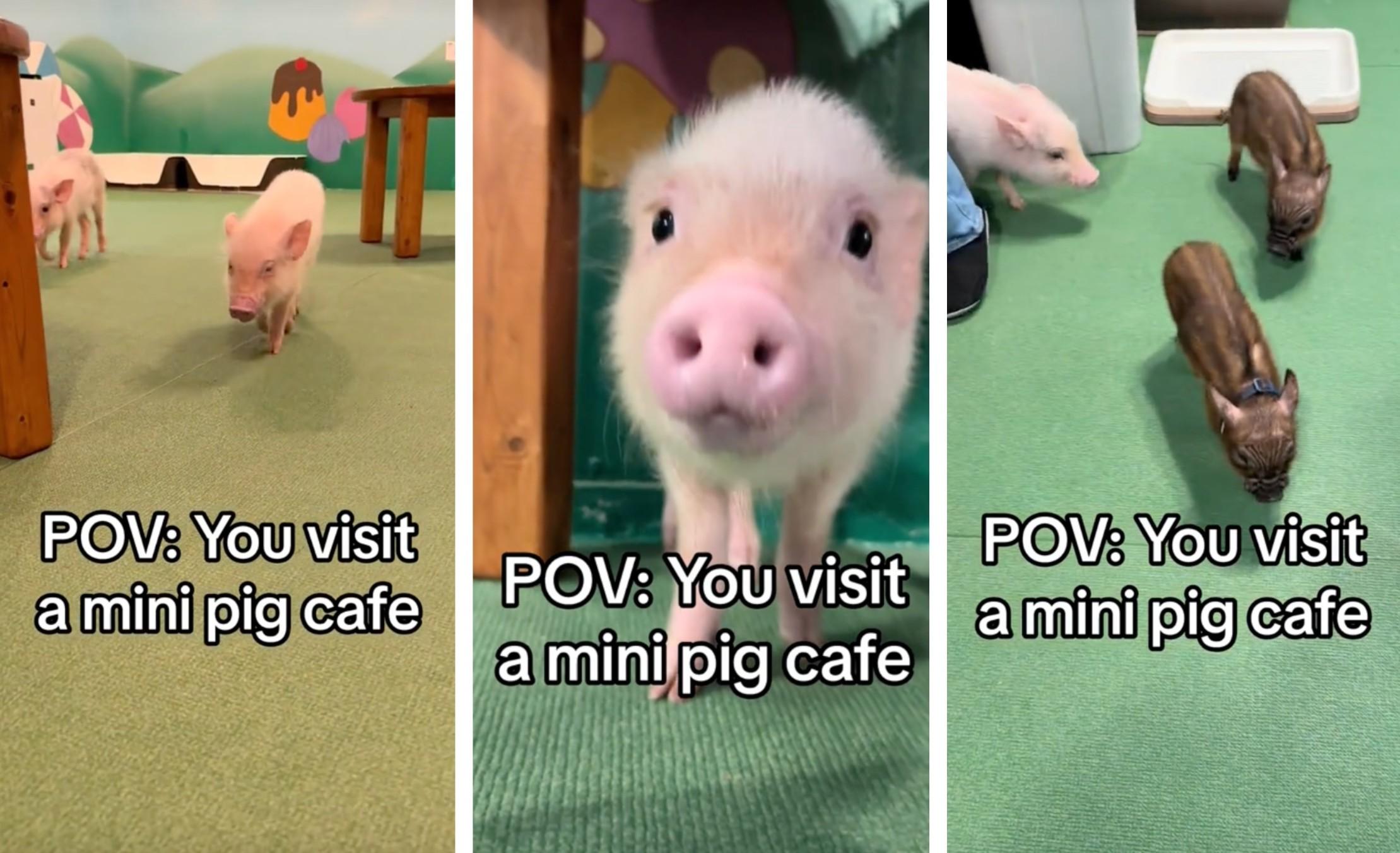 Pig Cafés Near Me: How You Can Meet Micro and Mini Pigs