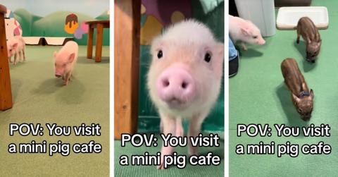 Three separate images are taken from a video filmed at mipig in Japan.