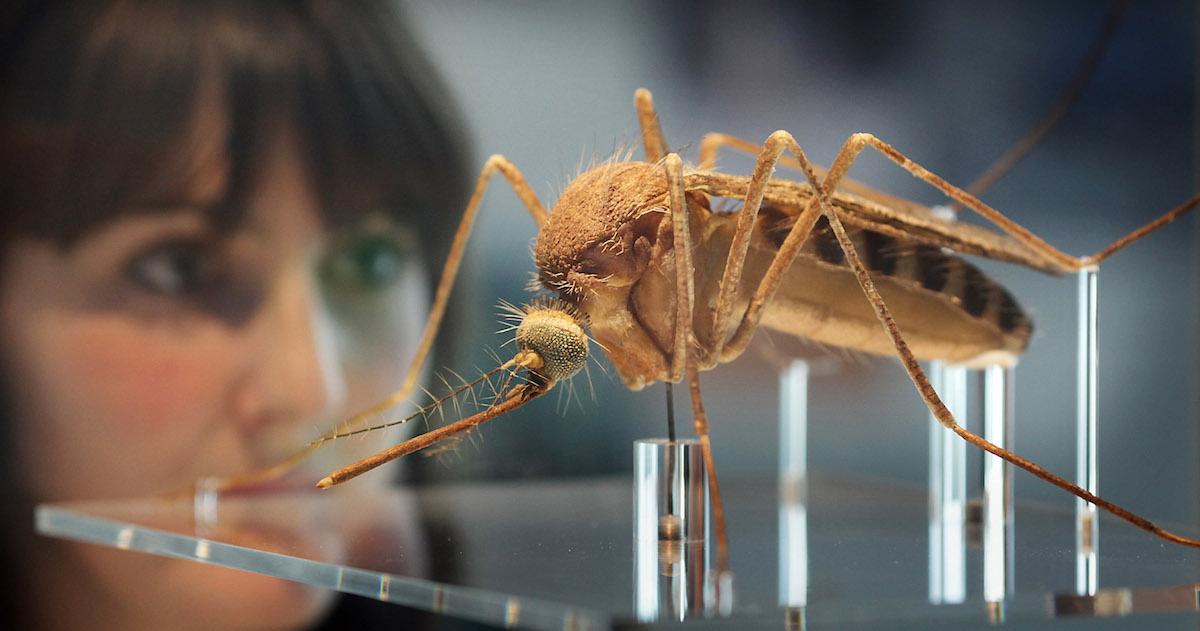 Mosquito close-up