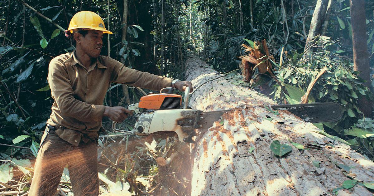 What is the difference between deforestation and logging 