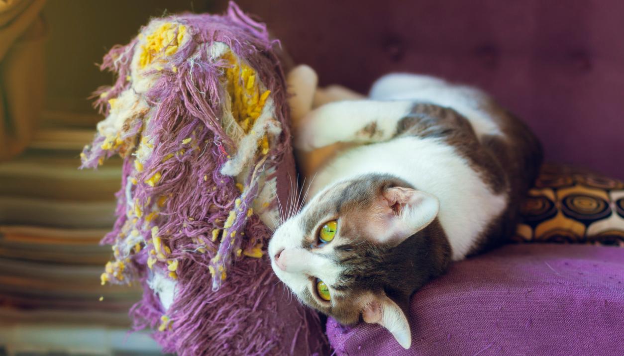 A white and brown cat on a purple cat with a scratched up arm. 