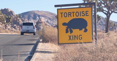Tortoise crossing warning yellow road sign in California. (Cover Image Source: Getty Images | DogoraSun)