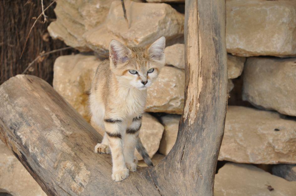 A sand cat stands on a tree facing the camera in front of a sandy rocks during the daytime. 