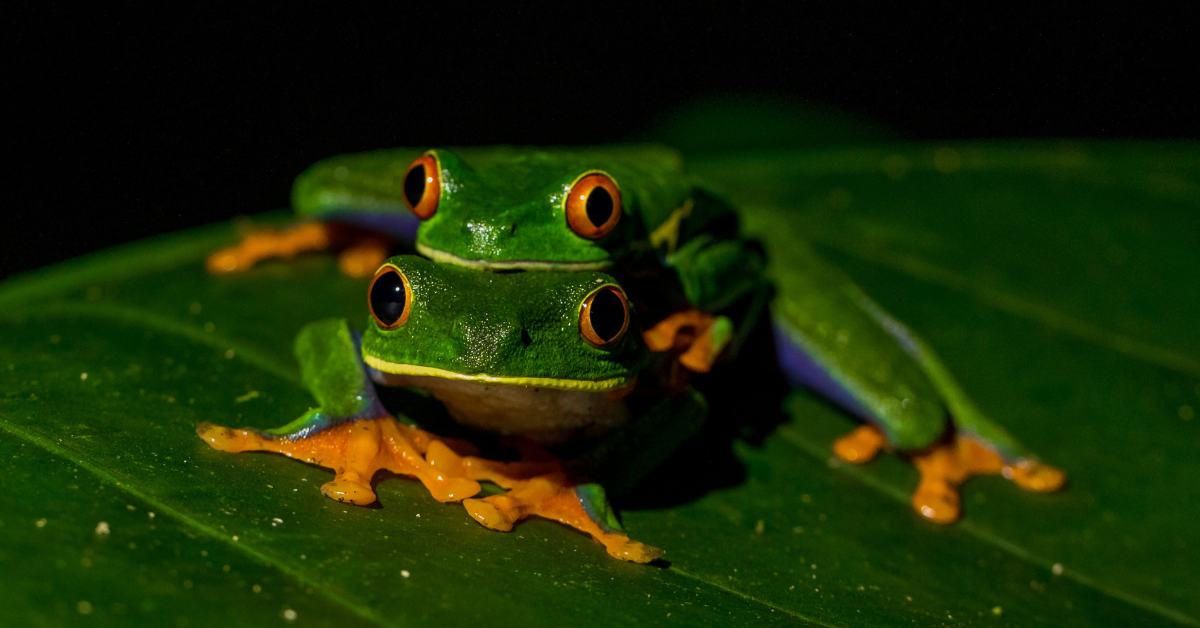 Two frogs snuggle close as they sit on top of a leaf