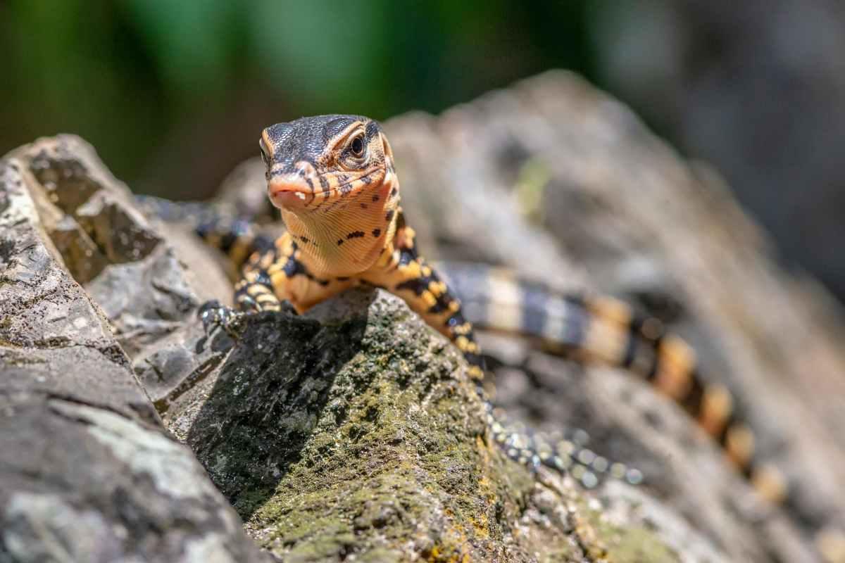 pn/bed e  bcd fabcab