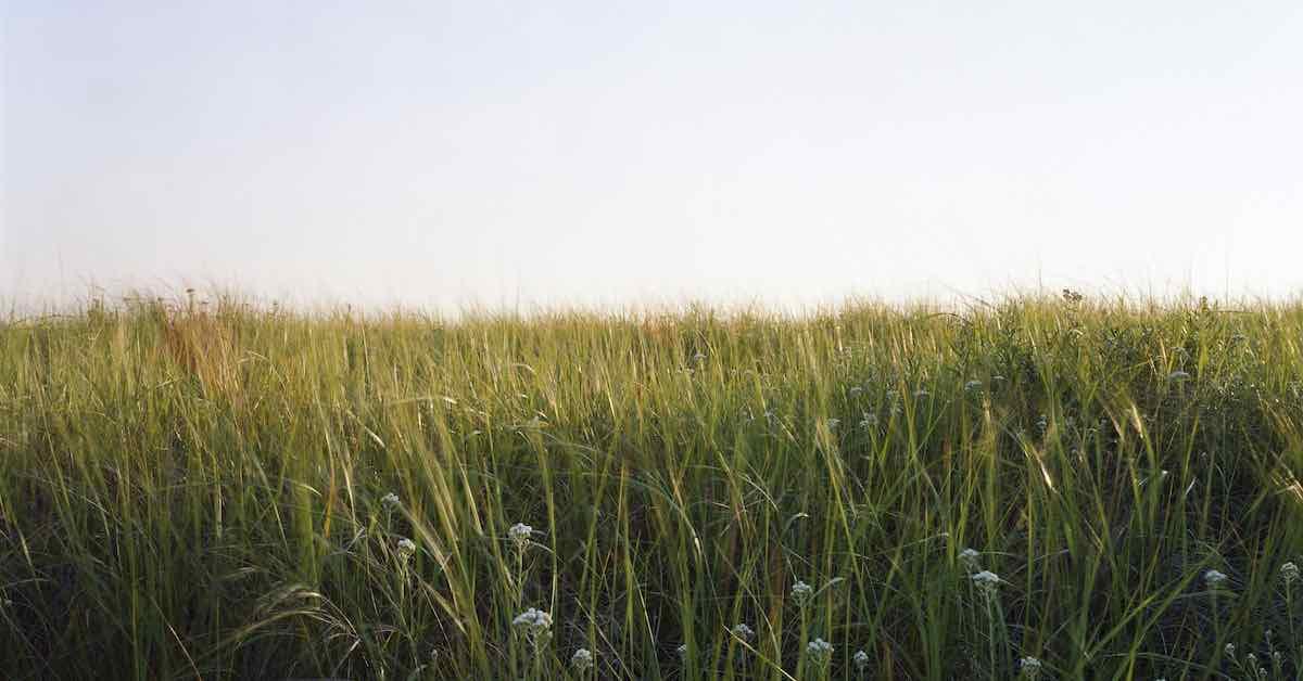 Long grass yard.