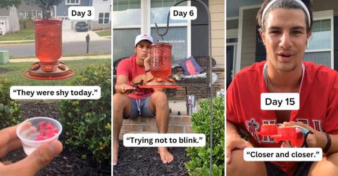 Man obsessed with a hummingbird tries all sorts of bizarre tactics to make it come closer to him, ultimately succeeding on Day 15 (Cover Image Source: TikTok | @joeyyikes)