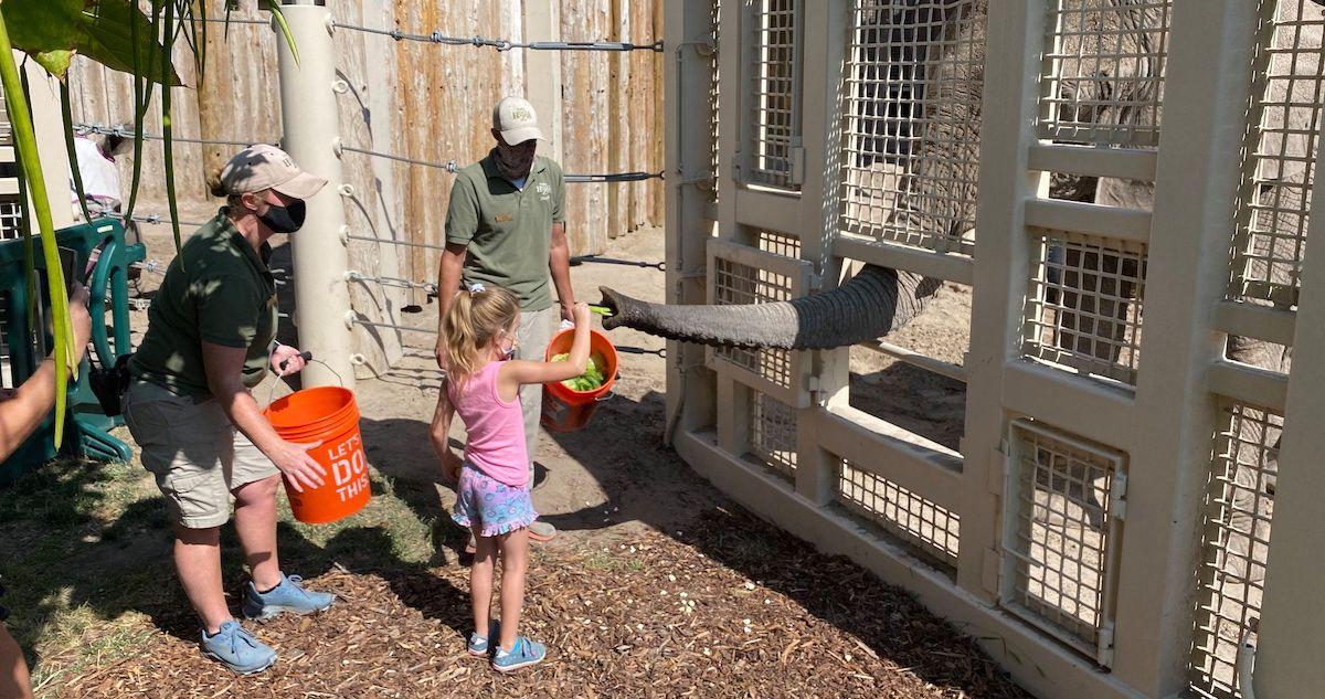 Two zoo workers help a child feed lettuce to an elephant through a fence.